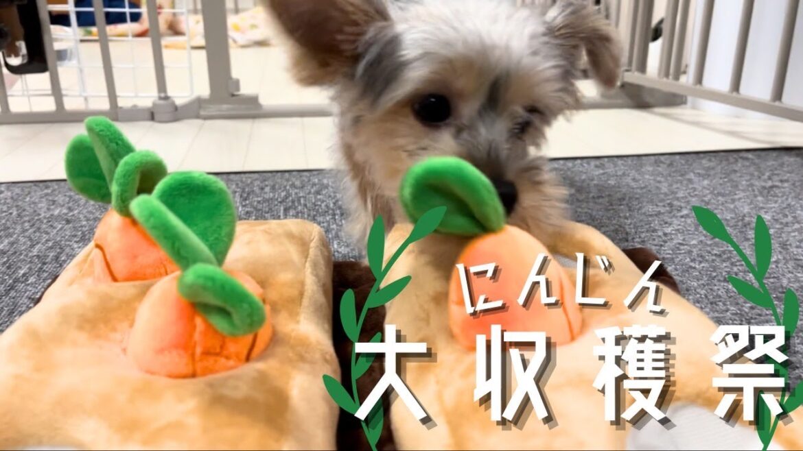 【ヨーキー】あの有名なにんじん畑で大収穫🥕【子犬】