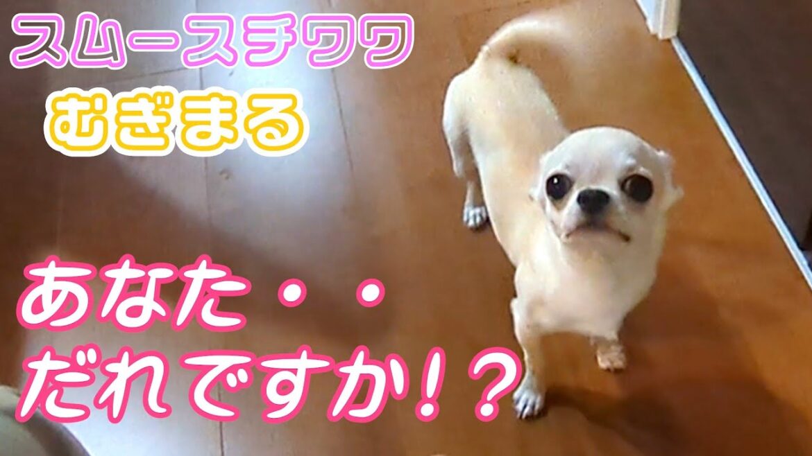 【スムースコート チワワ】パパとママの帰宅時の違い（#4）