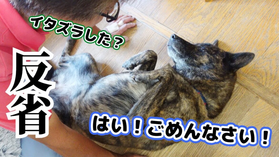 自らイタズラを告白して反省する甲斐犬【柴犬・甲斐犬】#甲斐犬 #柴犬 #vlog 自らイタズラを告白して反省する甲斐犬【柴犬・甲斐犬】#甲斐犬 #柴犬 #vlog