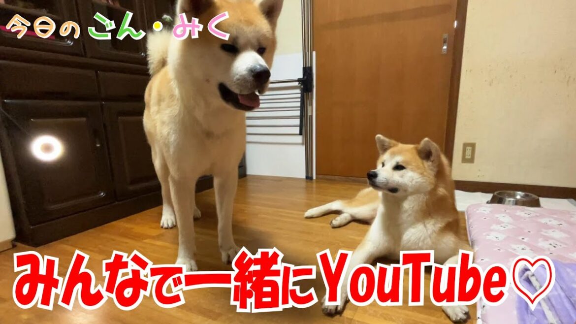 みんなで一緒にYouTube♡ 今日のごん・みく♡ 秋田犬【ごん・みく チャンネル】 みんなで一緒にYouTube♡ 今日のごん・みく♡ 秋田犬【ごん・みく チャンネル】