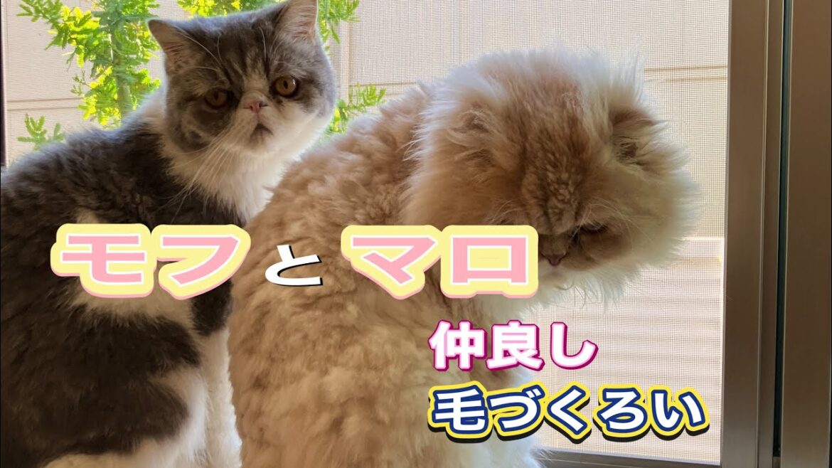 『猫動画』モフとマロ　仲良し毛づくろい