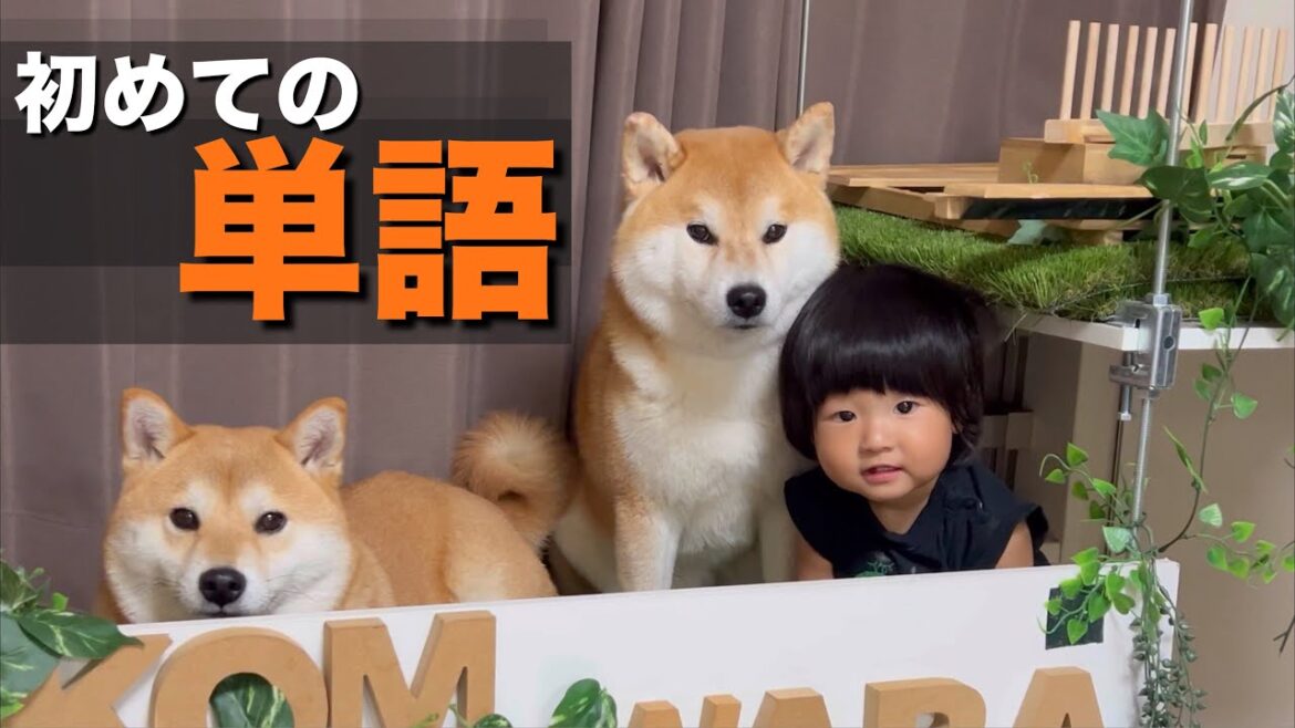 赤ちゃんから一緒の柴犬に、初めて「単語」を乱用する１歳児に大爆笑