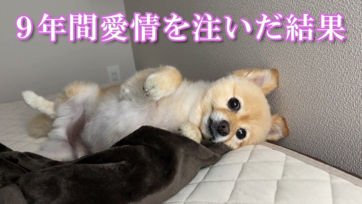 9年間、沢山の愛情を注いできた結果こうなりました… 9年間、沢山の愛情を注いできた結果こうなりました…