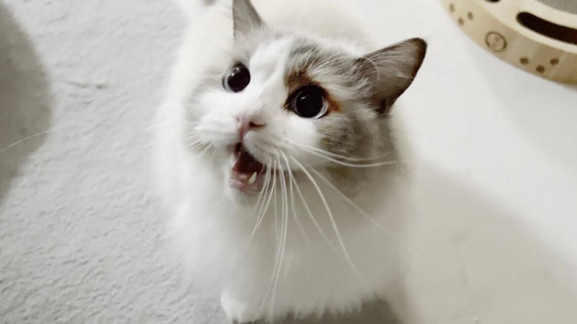 ラグドール猫の鳴き声を真似したら激怒されました。 ラグドール猫の鳴き声を真似したら激怒されました。