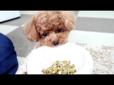 ご飯を食べない犬がペロッと完食したドッグフード【トイプードルのコロン】 ご飯を食べない犬がペロッと完食したドッグフード【トイプードルのコロン】