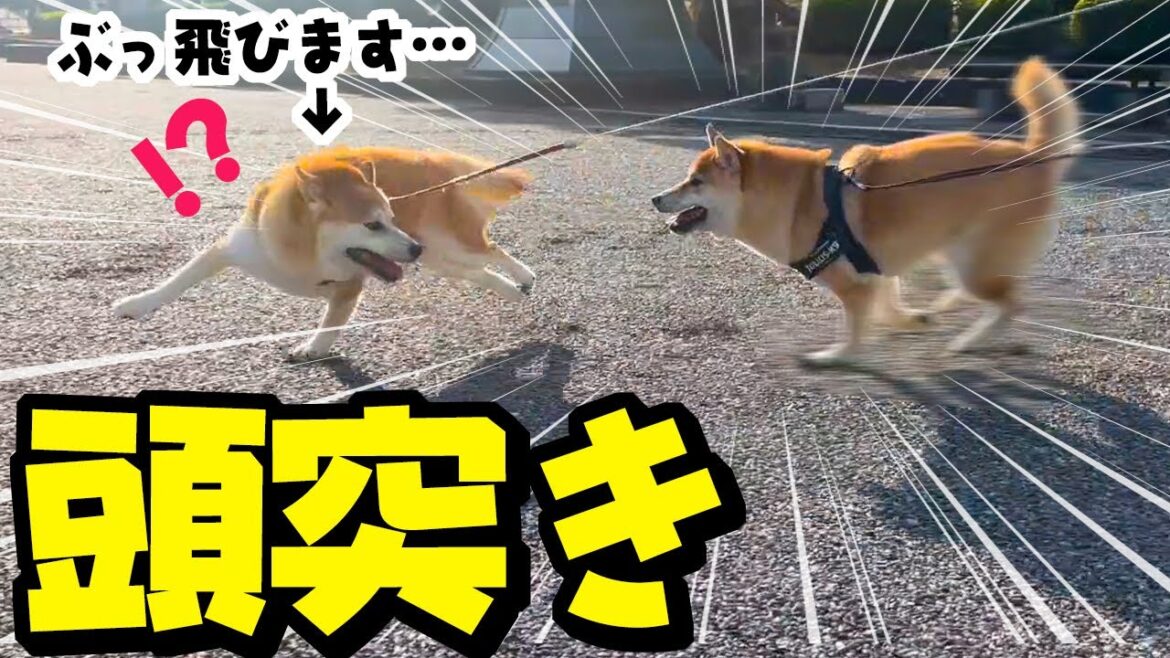 初めて妹柴犬にぶっ飛ばされる姉柴犬がこちらです…