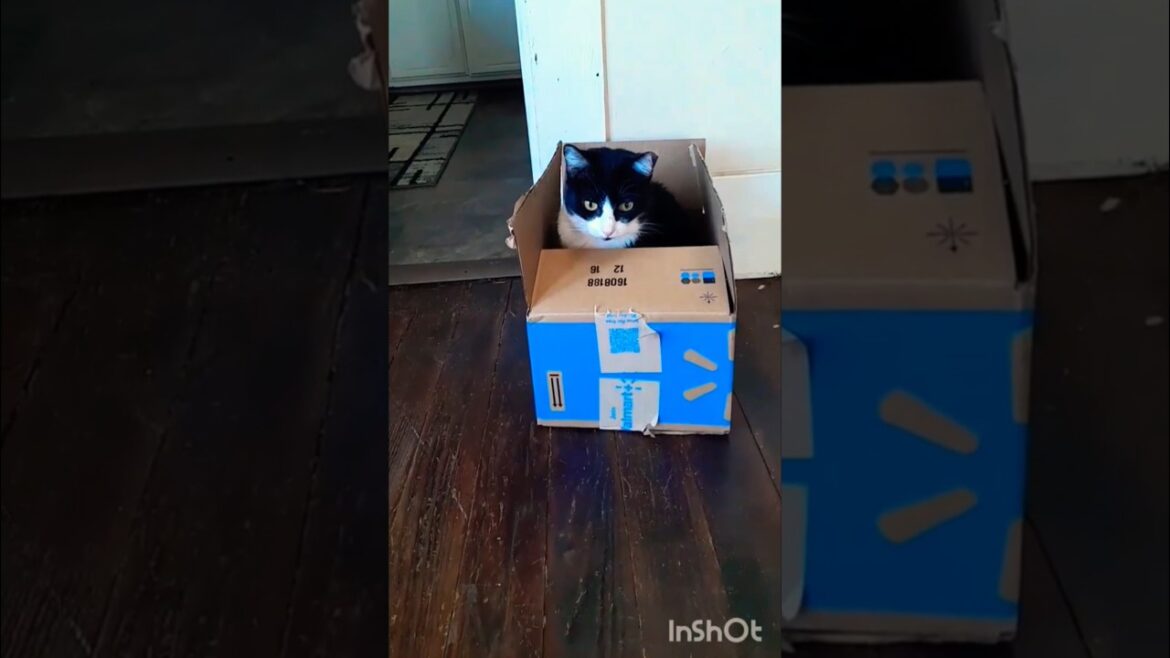 The Box-Kitten Chronicles: A Manx Tale