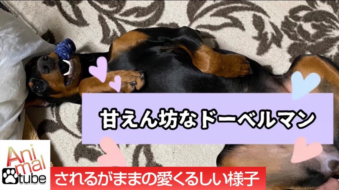 ヘソ天して甘えるドーベルマンがとても可愛い The doberman who is nasty and sweet ヘソ天して甘えるドーベルマンがとても可愛い The doberman who is nasty and sweet
