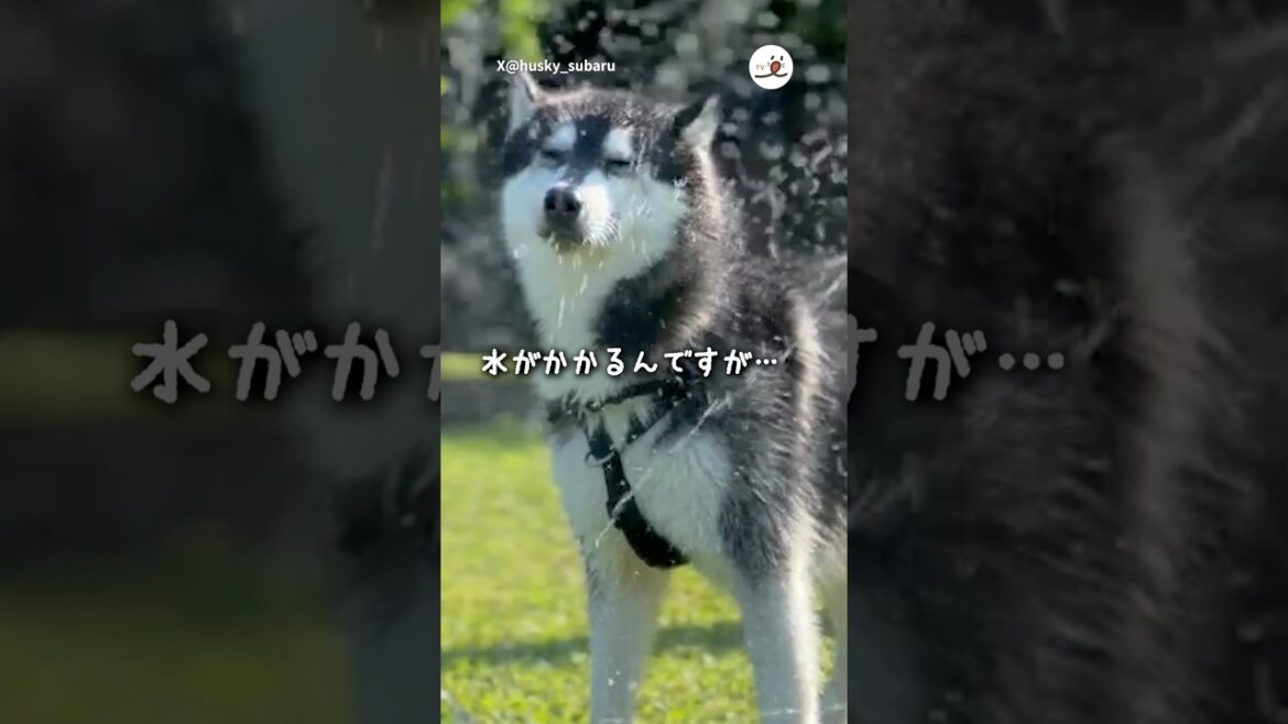 水がかかるな～…｜PECO #シベリアンハスキー #ハスキー #大型犬 #ハスキー大好き #siberianhusky #husky #dog #huskylove #huskylife