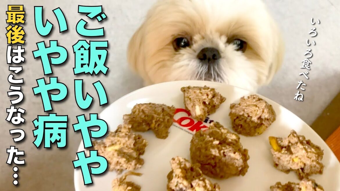 【シーズー】ご飯いややいやや病の息子、最後こうなった！www（他 りんちゃんの毎日が春休み）【350】