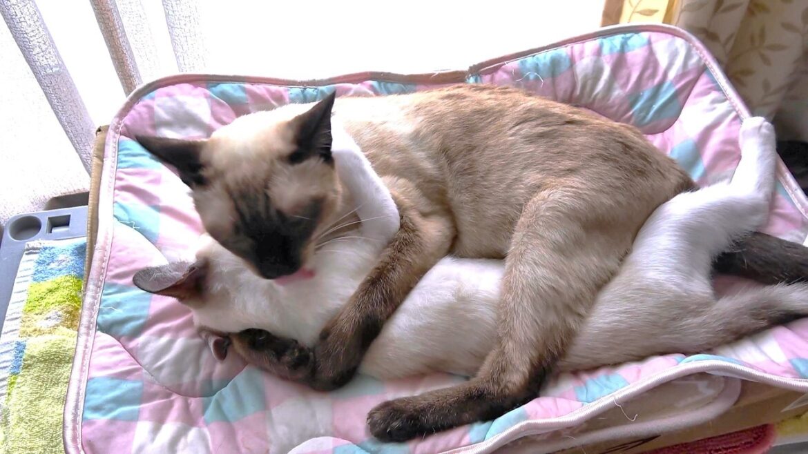 新入子猫を両手で抱きしめて可愛がる先住猫だったが急に喧嘩に🤭 新入子猫を両手で抱きしめて可愛がる先住猫だったが急に喧嘩に🤭