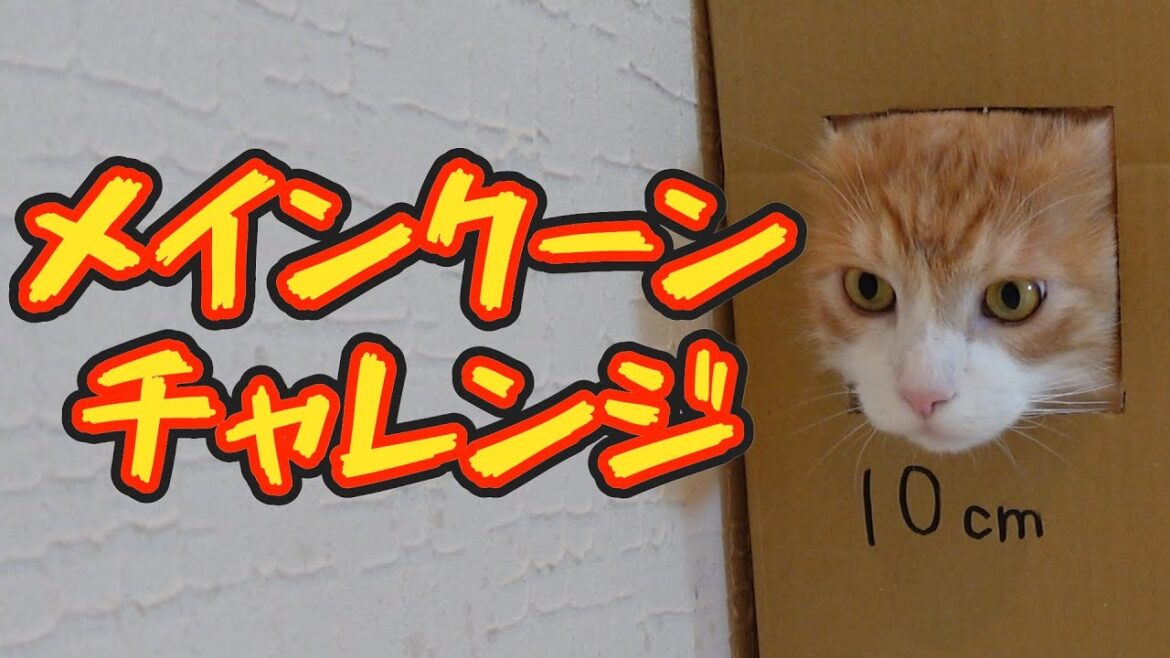 メインクーンチャレンジ2　#cat #メインクーン #ねこ
