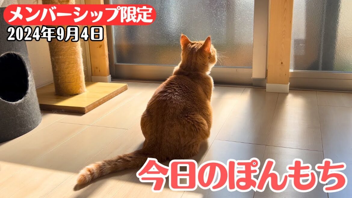 【特別公開】この動画は9月4日にメンバー限定で公開した動画です！