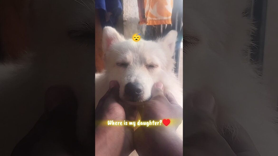 CUDDLING my DOGGO! 😍| Dustu Doggo! #cute #cutedog #cuteness #funnydogs #doglover #mydog #funny #dog