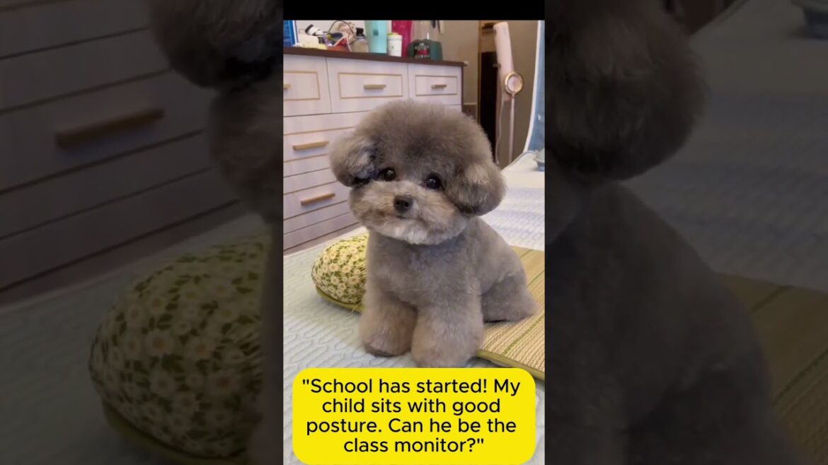 The Science of Doggos: Perfect Posture vs. Puppy Eyes