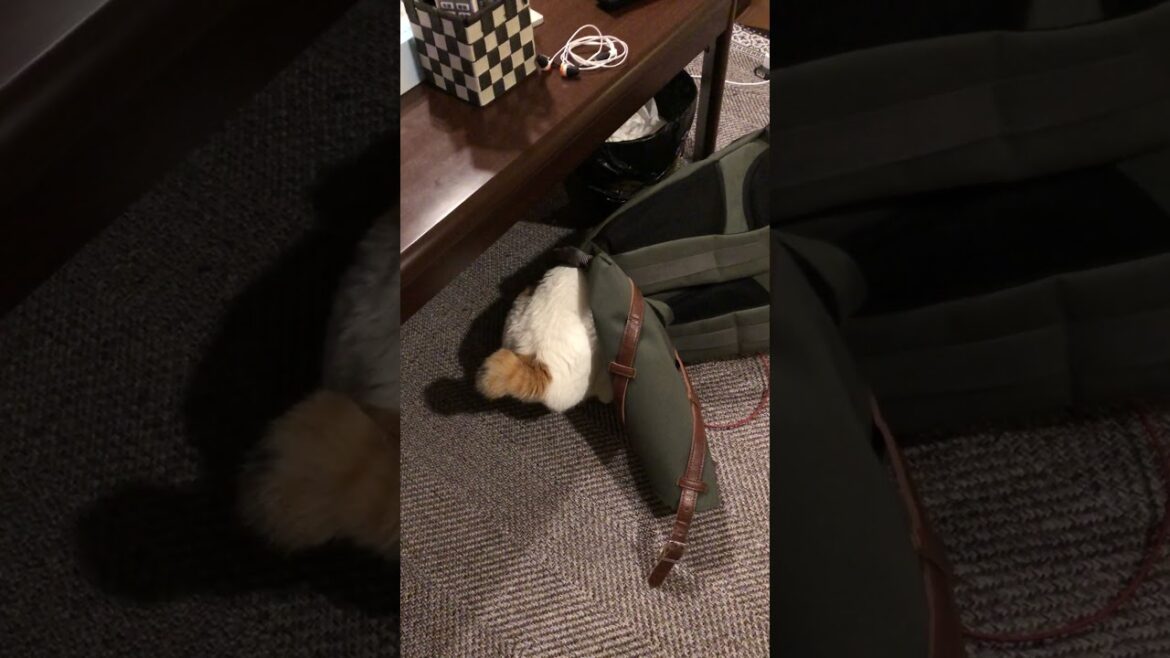 今日パパのリュックで#猫#ボブテイル#三毛はバック好き2