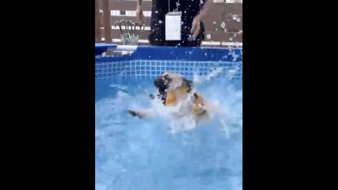 [パグ]......泳げず🐶 (can't swim) #shorts