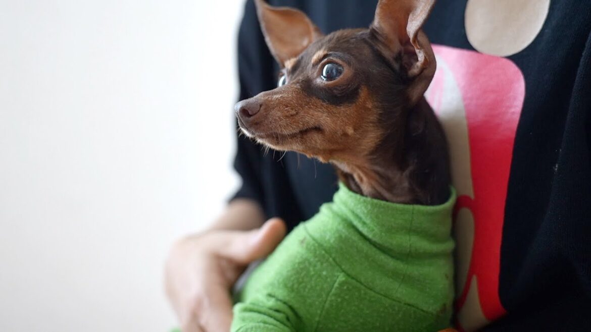 保護犬ミニピン、ルッカちゃんの肌について