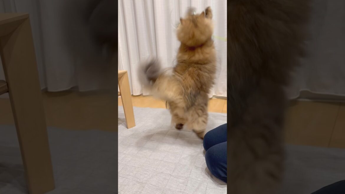 猫の反復運動 【サイベリアン】 #Shorts