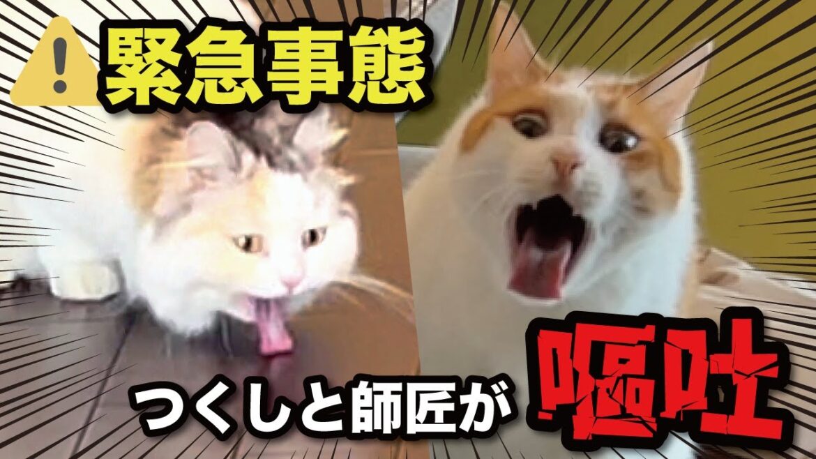 【原因不明】つくしと師匠が同時に吐いてしまいました【関西弁でしゃべる猫】【猫アテレコ】 【原因不明】つくしと師匠が同時に吐いてしまいました【関西弁でしゃべる猫】【猫アテレコ】