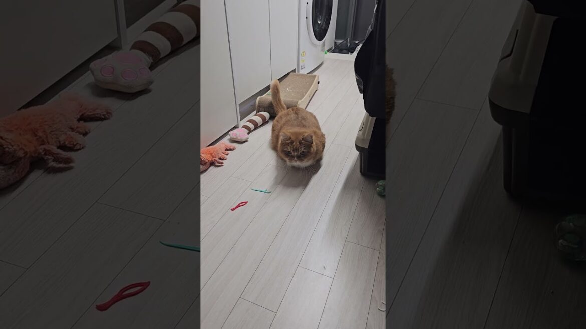 신의 손을 가진 먼치킨고양이^^ The Munchkin Cat with the Hand of God^^  #먼치킨고양이 #골키퍼 #munchkin #goalkeeper