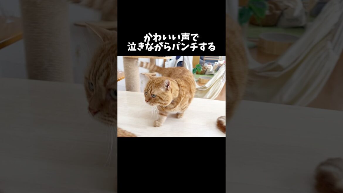 【猫の鳴き声】かわいい声で泣きながらパンチするマンチカンがいるらしい #猫 #マンチカン #shorts