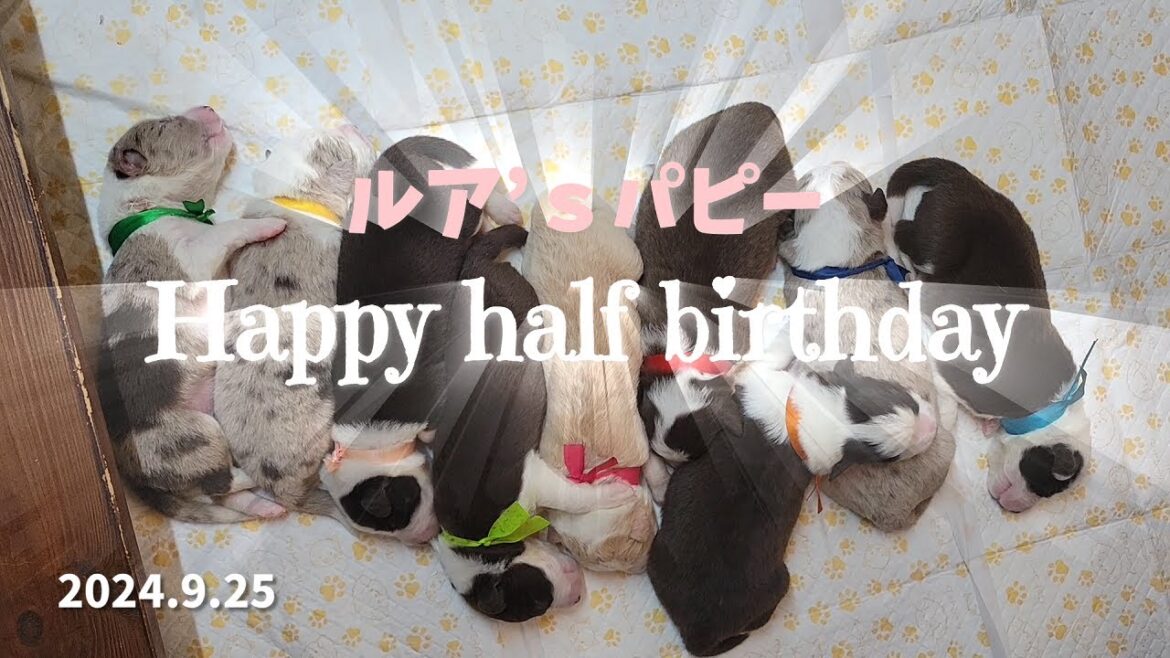 あれから半年！ルアナパピーズおめでとう♪【ボーダーコリー】