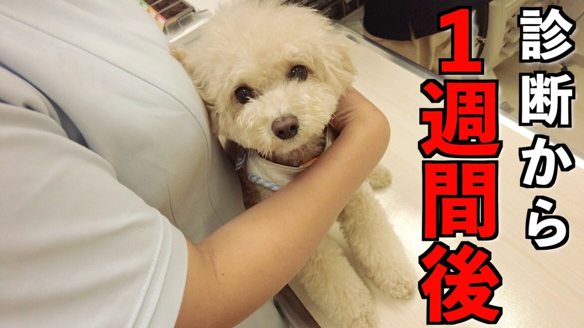 耳の診察から１週間後に病院へ行ったら予想外の結果になってしまいました【トイプードル】