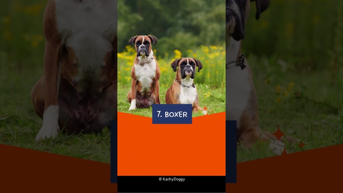 Top 10 Dog Breeds That Get Along with Cats 🐕 #shorts #dog