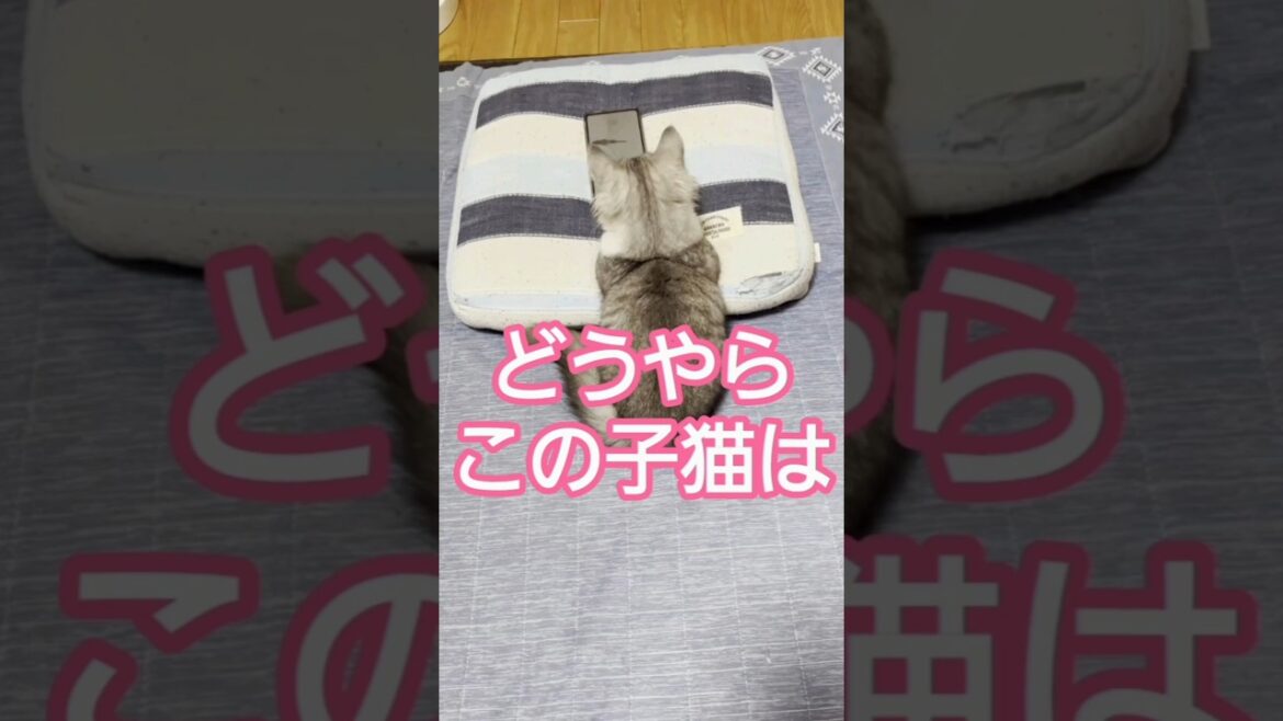 この子猫はどうやら‥‥