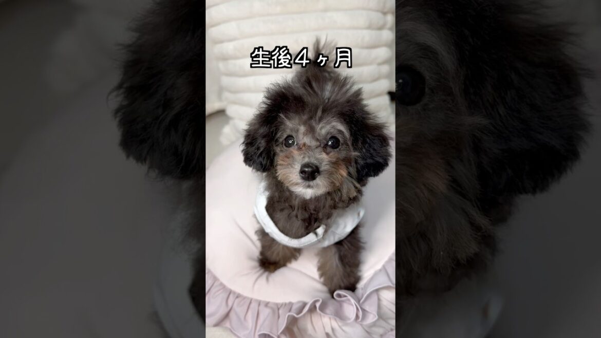 将来はシルバーになる生後4ヶ月のトイプードル#トイプードル女の子 #ティーカッププードル #シルバープードル #可愛い #犬