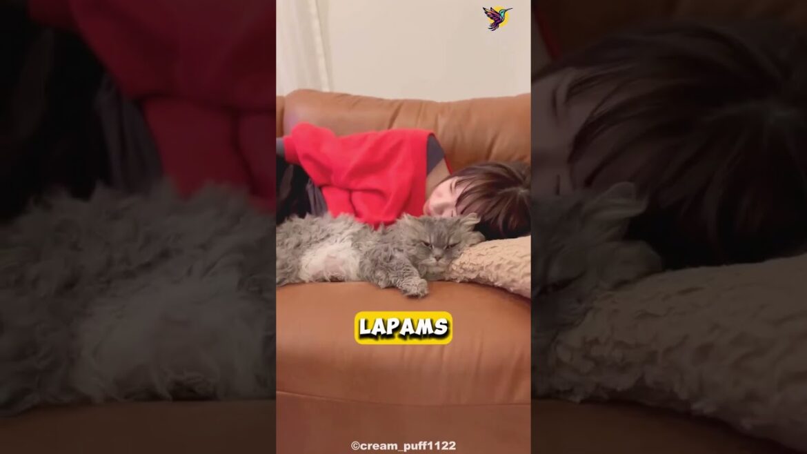 Are LaPerm cats aggressive?  #catbreeds