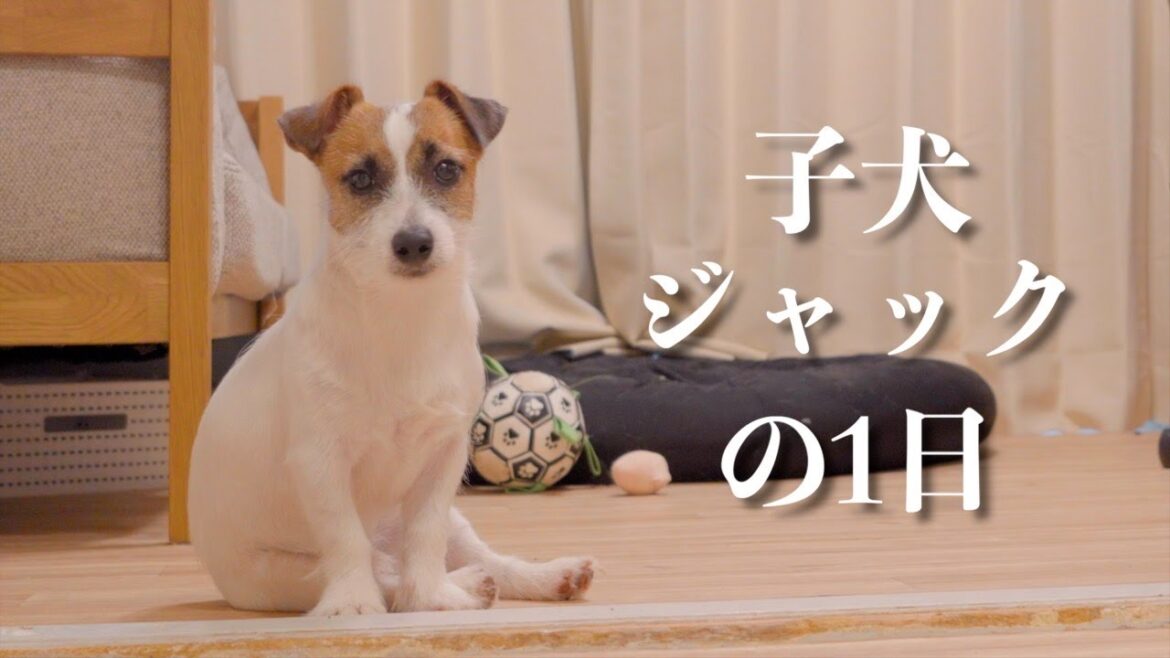 【ルーティン】体力凄すぎのガテン系子犬ジャックの1日/ジャックラッセルテリア