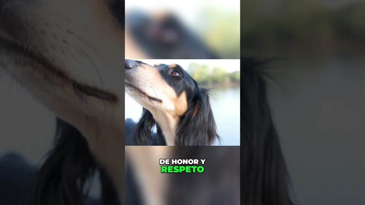 Todo Sobre el Saluki_ El Perro Real de Egipto Todo Sobre el Saluki_ El Perro Real de Egipto