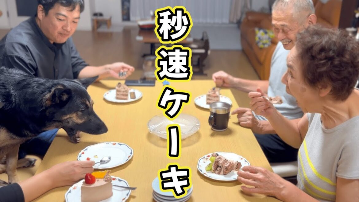 愛犬とバースデーケーキ食べたら、秒で無くなりましたｗ【ジャーマンシェパード】