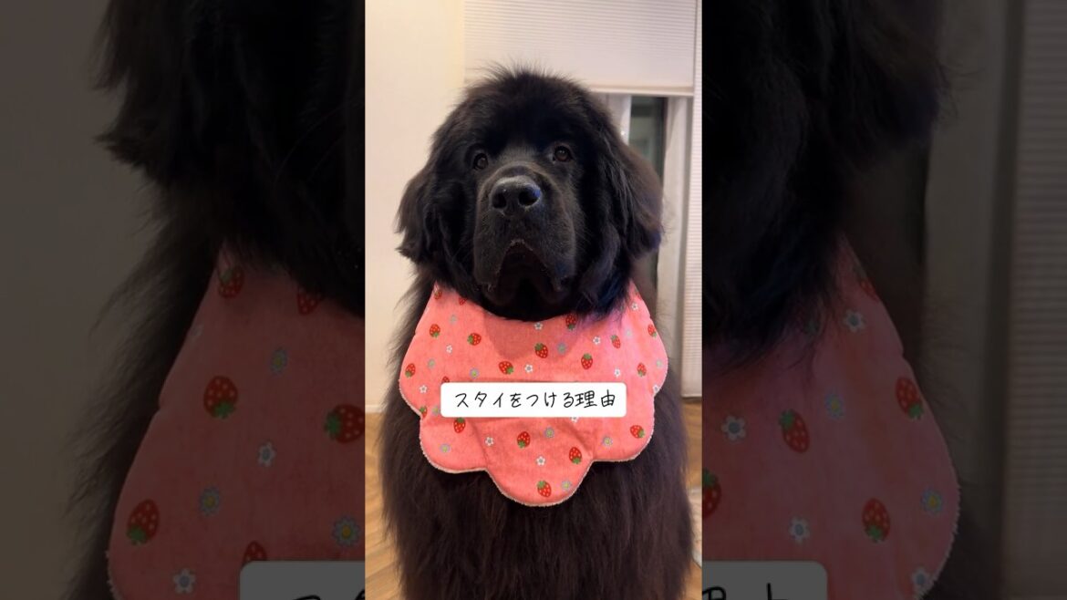 あんずがスタイをつける理由🐻#ニューファンドランド#newfoundland