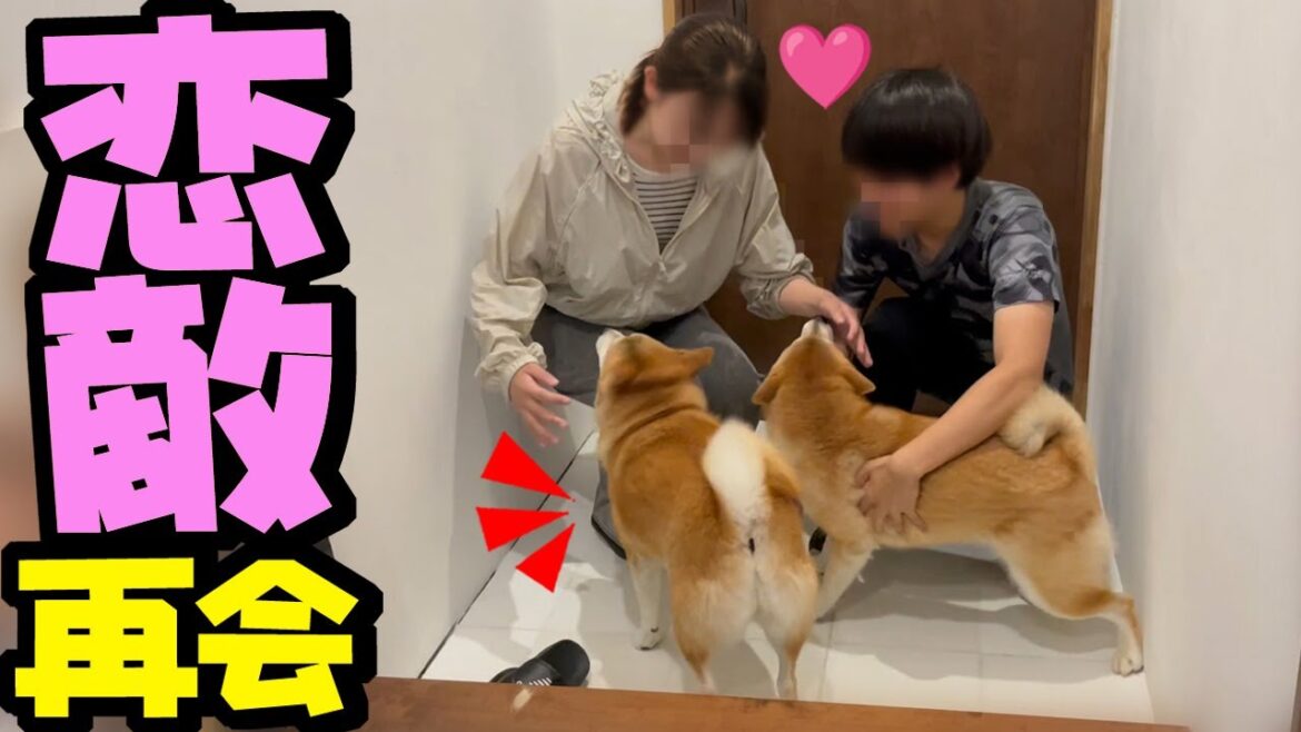 兄たんの彼女と柴犬姉妹が直接対決へ！9ヶ月ぶりの再会で大歓迎するもまさかの結末に…