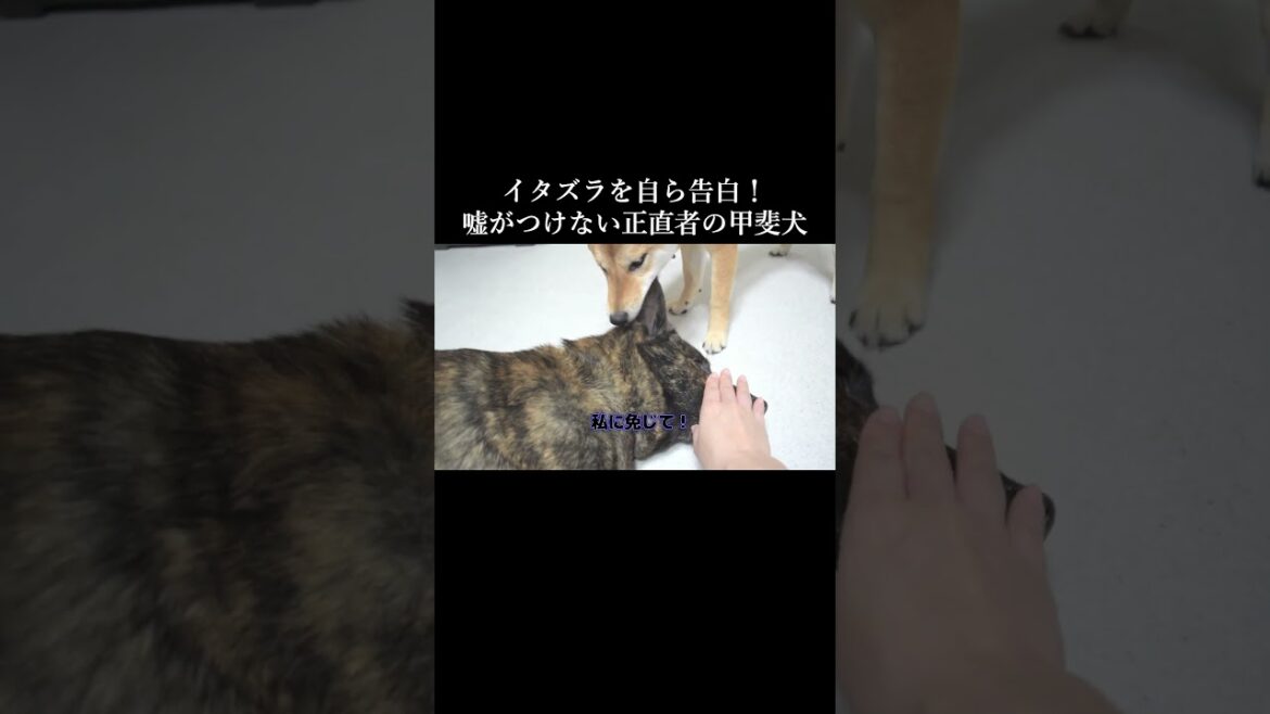 後輩犬の前でイタズラ発覚して気まずい甲斐犬　#柴犬 #甲斐犬 #youtubeshorts