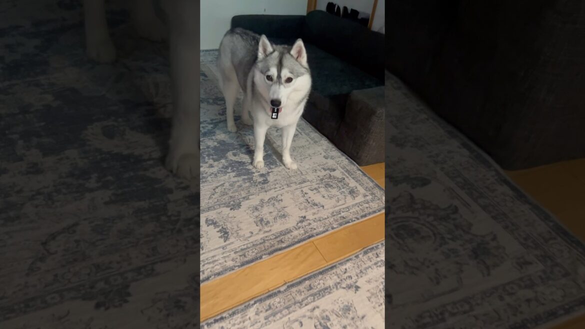 キャットタワーのロゴを引っぺがしたシベリアンハスキー(この後無事取り上げました) #シベリアンハスキー #ハスキー #ハスキー犬 キャットタワーのロゴを引っぺがしたシベリアンハスキー(この後無事取り上げました) #シベリアンハスキー #ハスキー #ハスキー犬