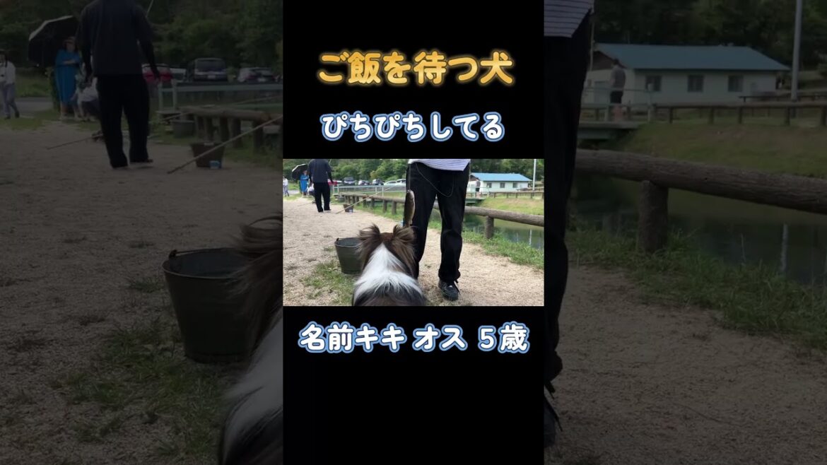 ご飯を待つ犬  #犬 #シェルティ  #かわいい