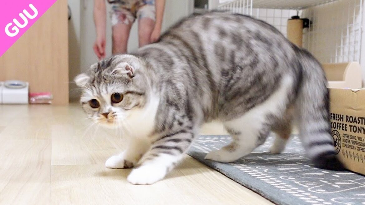 簡単にフェイントに引っかかっちゃうチョロイ猫がかわいい［スコティッシュフォールド］