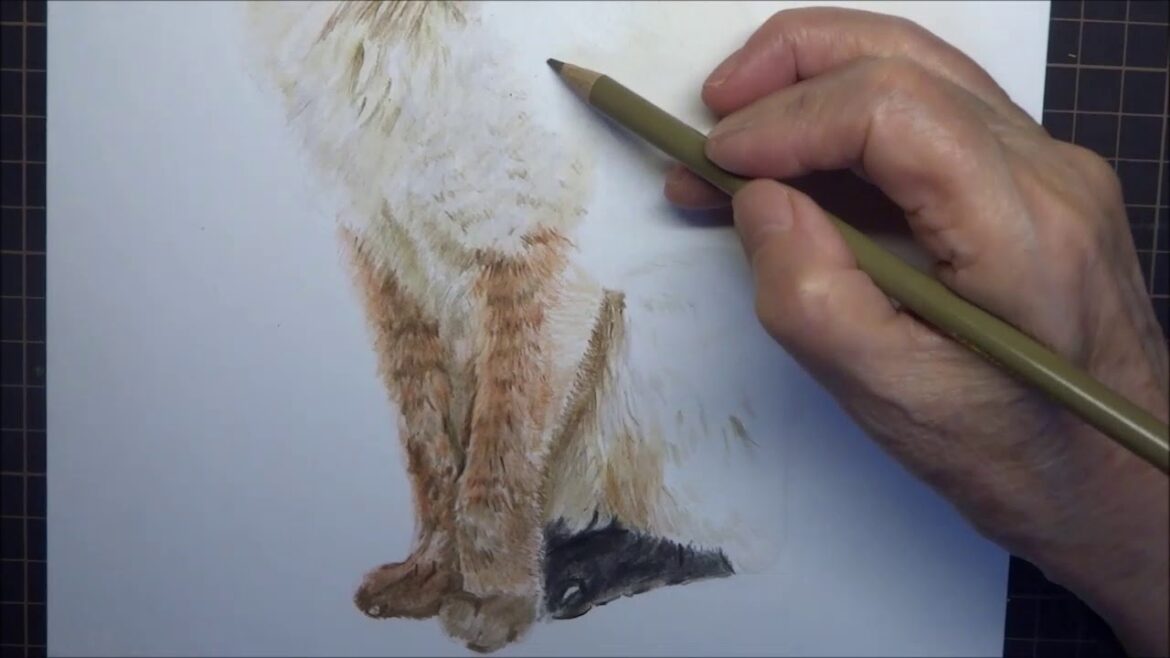 色鉛筆画　シャム猫　チョロちゃん 5