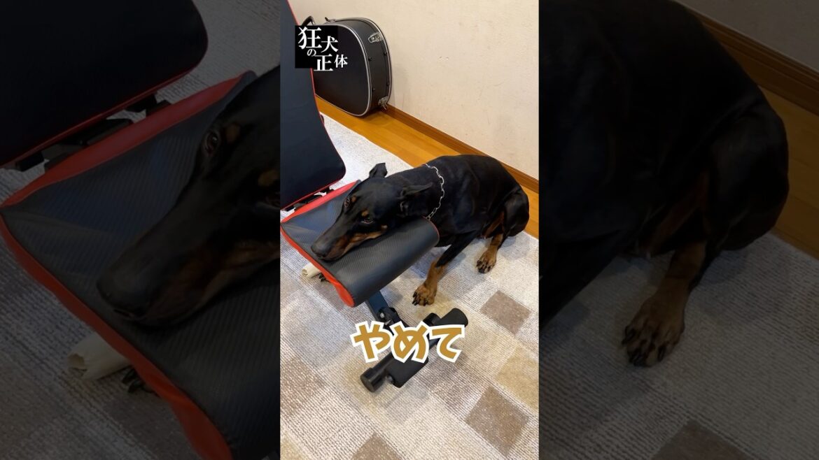 パパに会いたい病が発症し始めたドーベルマン