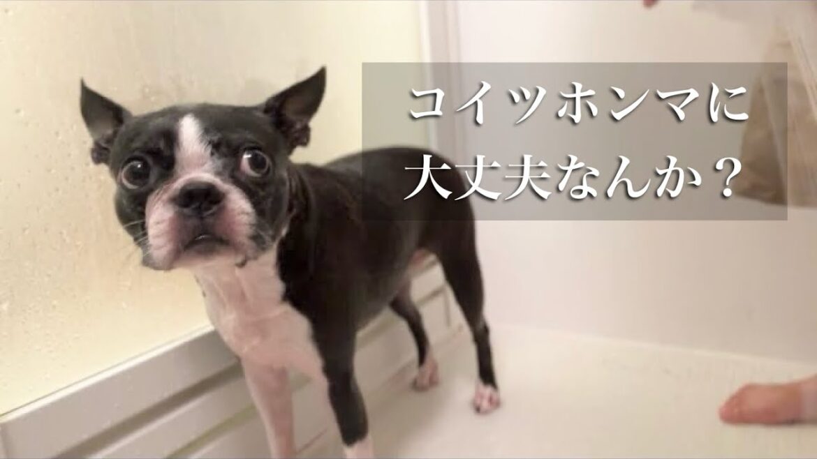 お知らせ♪/4歳児のシャワーに脅威を感じるボストンテリア