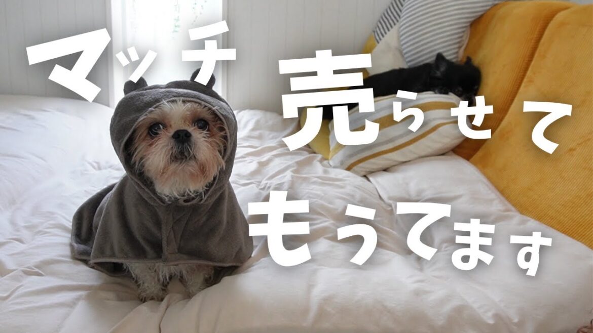 【シーズー】よく喋る犬は まるで マッチ売りの少女のようになりましたwww～多頭飼い～チワワ シーズー ミニチュアピンシャー トイプードル