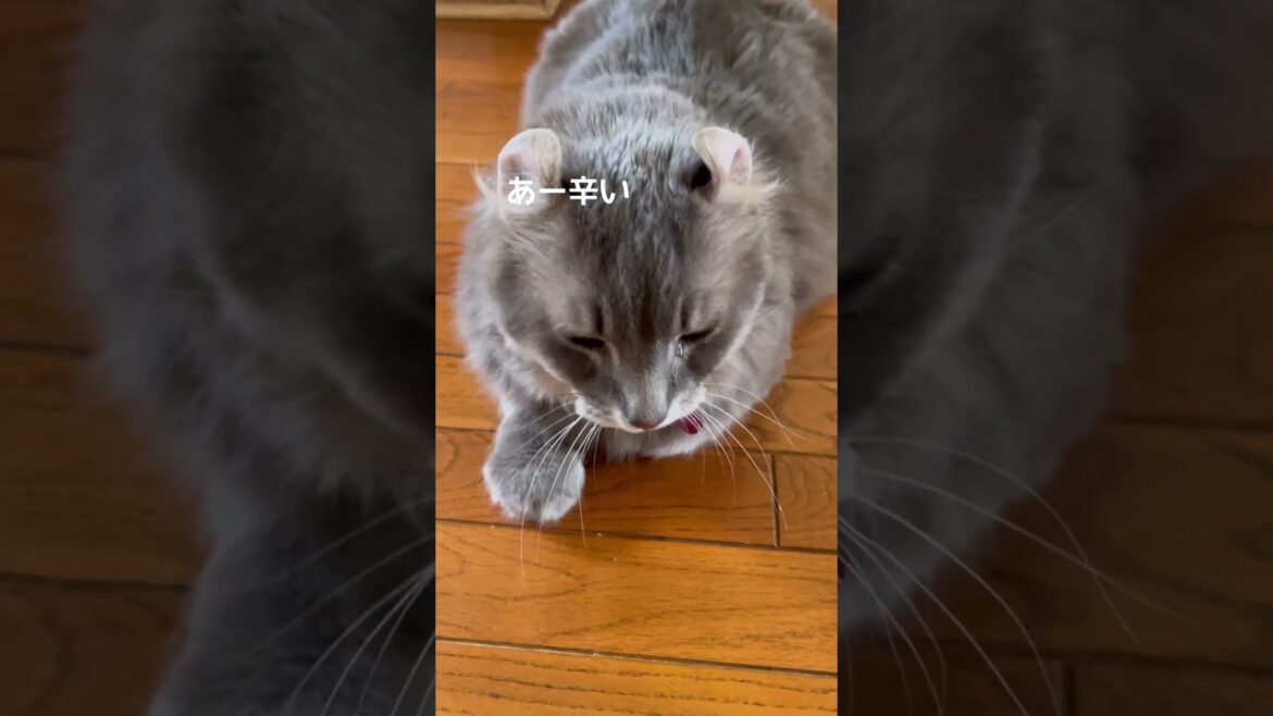 猫動画 #shorts なんかください #アメリカンカール 里親募集で迎え入れた猫の日常