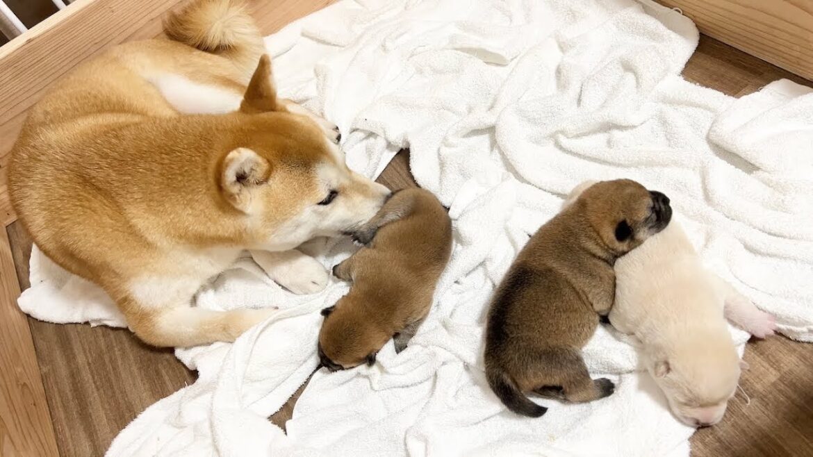 【柴犬 子犬】むちむち度が増してきた生後7日目の子犬
