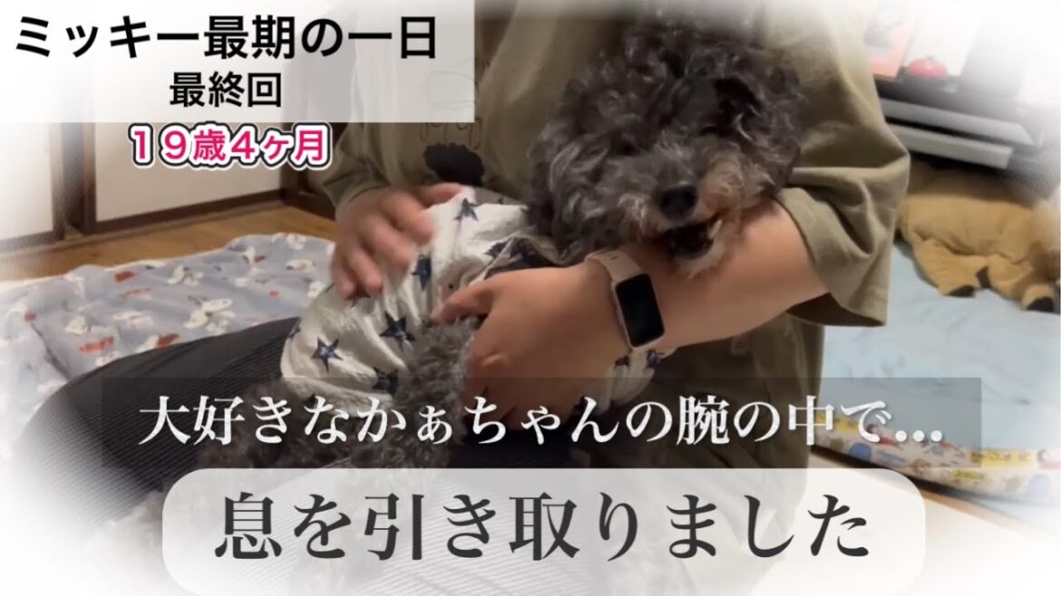 【トイプードル 19歳】ミッキー最期の１日#最終回〜大好きなかぁちゃんの腕の中で〜/老犬