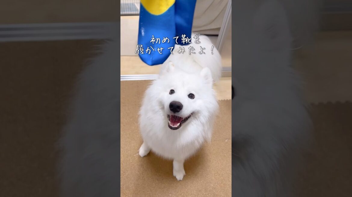 初めて靴を履いた大型犬の反応が面白過ぎました #サモエド #samoyed #大型犬 #癒し動画