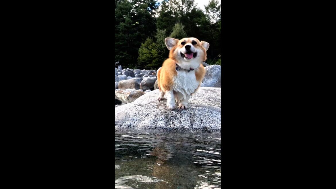岩の上に登って満足そうなコーギー / A Corgi is all smiles on top of a boulder #shorts